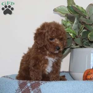 Ginger, Cavapoo Puppy